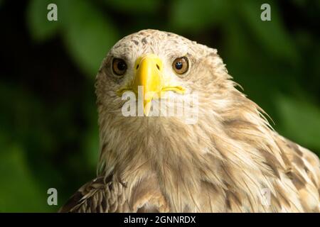 Haliaeetus albicilla Seeadler vorne Seeadler Stockfoto
