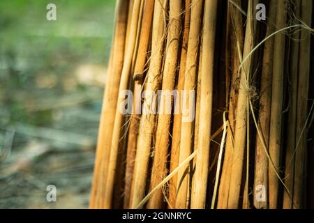 Nach dem Extrahieren von Fasern aus der Jute bleiben die Jute-Sticks ungenutzt. Diese Sticks werden in der Regel als Haushaltskraftstoff im ländlichen Raum eingesetzt Stockfoto