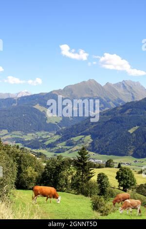 Drei Kühe grasen auf einer Bergwiese in den Alpen, Tirol, Österreich. Blick auf idyllische Bergkulisse in den Alpen mit grünem Gras und roten Kühen auf s Stockfoto