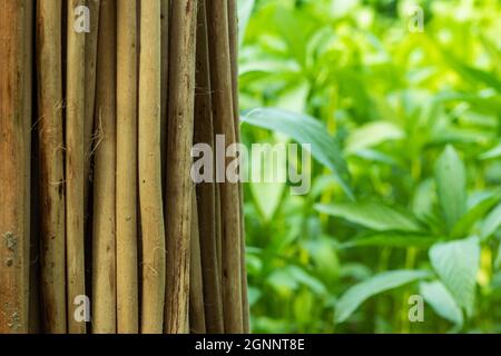 Getrocknete Saluyot, Jutestick oder maulbrühe und grüne Jute oder ewedu oder lalo Pflanzen zusammen Stockfoto