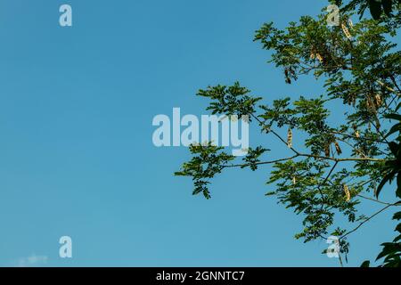Guillaumin Albizia guillainii Blattfrüchte und Stiele und die Familie von Fabaceae am blauen Himmel Stockfoto