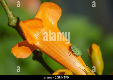 Grüner Stinkwanze, auch bekannt als gewöhnlicher Stinkwanze oder gewöhnlicher Grünling (Palomena prasina), sitzend auf einer orangefarbenen Trompetenblume Stockfoto