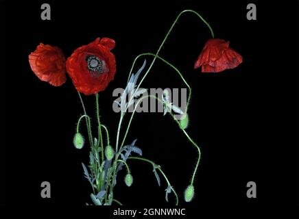 Papaver rhoeas, gemeinsame Namen, Mohnblume, Maismohnblume, Maisrose, Feldmohn, Flandern-Mohn und roter Mohn isolierter schwarzer Hintergrund Stockfoto