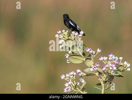 Bush Chat sitzt auf einer blühenden Blumenpflanze Stockfoto