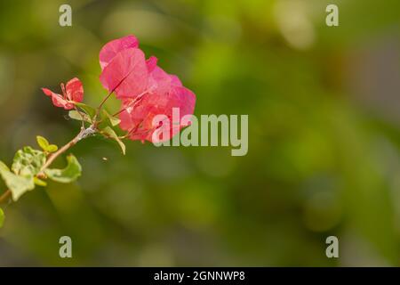 Bougainvillea Pflanze mit roten Blüten und verschwommenem Laub Hintergrund Stockfoto