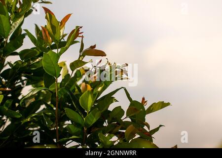 Die Blätter eines wässrigen Rosenapfelbaums vor dem Hintergrund des Himmels und des hellen Sonnenlichts Stockfoto