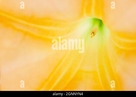 In einer gelben Brugmansia Sanguinea oder Engelstrompete, die ein abstraktes Blumenbild schafft. Hochwertige Fotos Stockfoto