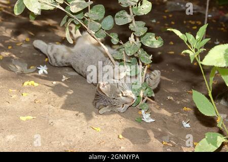 Nahaufnahme Einer tabby Katze, die mit einer Jasminpflanze spielt, die im Garten steht Stockfoto