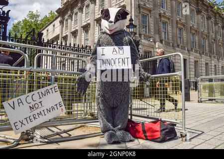 Ein Protestler mit Dachskostüm (Betty Badger) steht vor der Downing Street, als die Regierung ankündigt, dass zwar die „intensive Keulung“ von Dachsen ab 2022 enden wird, aber zusätzliche Lizenzen zum Töten weiterhin ausgestellt werden. Über 140,000 Dachse wurden seit 2013 in einem Programm getötet, das darauf abzielt, die Ausbreitung von RinderTB zu stoppen, was von Tierschutzorganisationen und Wissenschaftlern heftig kritisiert wurde. London, Großbritannien. Mai 2021. Stockfoto