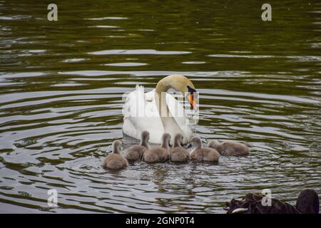 Ein stummer Schwan und eine Woche alte Cygnets in einem Park-Teich in London, Großbritannien. Stockfoto