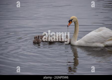 Ein stummer Schwan und eine Woche alte Cygnets in einem Park-Teich in London, Großbritannien. Stockfoto