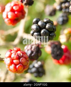 Wilde Brombeeren oder Brombeeren (Rubus fruticosus), die im Herbst am Busch reifen Stockfoto