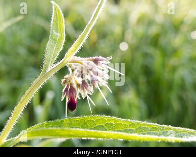 Nahaufnahme der Blumen und Blätter von Common Comfrey (Symphytum officinale), die von der frühen Morgensonne beleuchtet werden. Bokeh-Hintergrund. Stockfoto