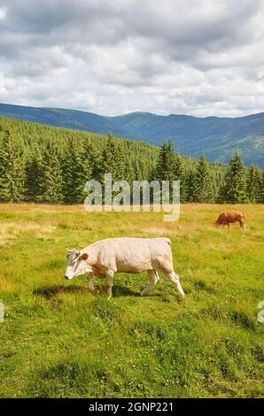 Rinder weiden auf einer Alm. Stockfoto