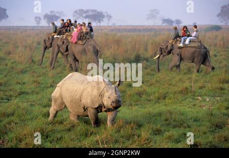 Indische Einhörner-Nashorn (Rhinoceros unicornis) und Touristen, Kaziranga-Nationalpark, Assam, Indien Stockfoto