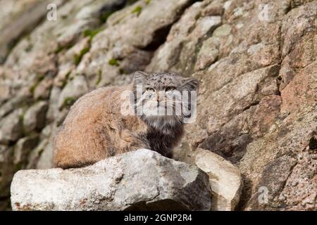 Pallas-Katze (Otocolobus manul) (Felis manul), oder Mul, aus Zentralasien, gefangen, Großbritannien Stockfoto