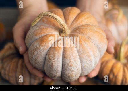 Der Bauer hält einen großen orangefarbenen Kürbis vor die Kamera, mit geringer Schärfentiefe Stockfoto