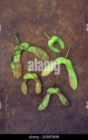 Geflügelte Samen von Sycamore oder Acer pseudoplatanus sind grün, aber braun, wenn sie auf abgestampftem Leder liegen Stockfoto