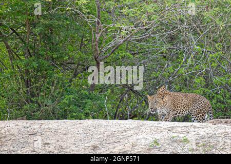 Kataragama, Sri Lanka. September 2021. Ein Leopard ist im Yala National Park (auch bekannt als Ruhunu National Park), etwa 260 km südöstlich der Hauptstadt Colombo, zu sehen. Der Yala National Park ist der zweitgrößte und beliebteste Nationalpark. (Foto von Krishan Kariyawasam/Pacific Press) Quelle: Pacific Press Media Production Corp./Alamy Live News Stockfoto