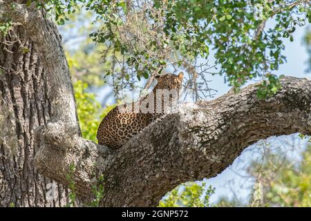 Kataragama, Sri Lanka. September 2021. Ein Leopard ist im Yala National Park (auch bekannt als Ruhunu National Park), etwa 260 km südöstlich der Hauptstadt Colombo, zu sehen. Der Yala National Park ist der zweitgrößte und beliebteste Nationalpark. (Foto von Krishan Kariyawasam/Pacific Press) Quelle: Pacific Press Media Production Corp./Alamy Live News Stockfoto