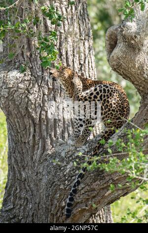 Kataragama, Sri Lanka. September 2021. Ein Leopard ist im Yala National Park (auch bekannt als Ruhunu National Park), etwa 260 km südöstlich der Hauptstadt Colombo, zu sehen. Der Yala National Park ist der zweitgrößte und beliebteste Nationalpark. (Foto von Krishan Kariyawasam/Pacific Press) Quelle: Pacific Press Media Production Corp./Alamy Live News Stockfoto