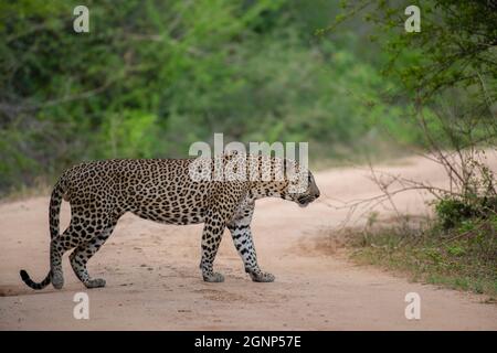 Kataragama, Sri Lanka. September 2021. Ein Leopard ist im Yala National Park (auch bekannt als Ruhunu National Park), etwa 260 km südöstlich der Hauptstadt Colombo, zu sehen. Der Yala National Park ist der zweitgrößte und beliebteste Nationalpark. (Foto von Krishan Kariyawasam/Pacific Press) Quelle: Pacific Press Media Production Corp./Alamy Live News Stockfoto