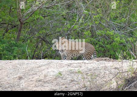 Kataragama, Sri Lanka. September 2021. Ein Leopard ist im Yala National Park (auch bekannt als Ruhunu National Park), etwa 260 km südöstlich der Hauptstadt Colombo, zu sehen. Der Yala National Park ist der zweitgrößte und beliebteste Nationalpark. (Foto von Krishan Kariyawasam/Pacific Press) Quelle: Pacific Press Media Production Corp./Alamy Live News Stockfoto