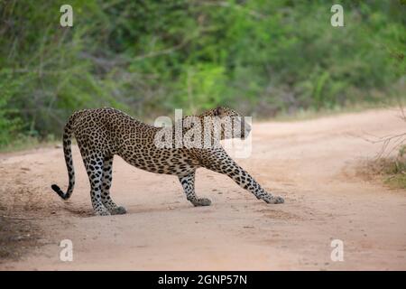 Kataragama, Sri Lanka. September 2021. Ein Leopard ist im Yala National Park (auch bekannt als Ruhunu National Park), etwa 260 km südöstlich der Hauptstadt Colombo, zu sehen. Der Yala National Park ist der zweitgrößte und beliebteste Nationalpark. (Foto von Krishan Kariyawasam/Pacific Press) Quelle: Pacific Press Media Production Corp./Alamy Live News Stockfoto