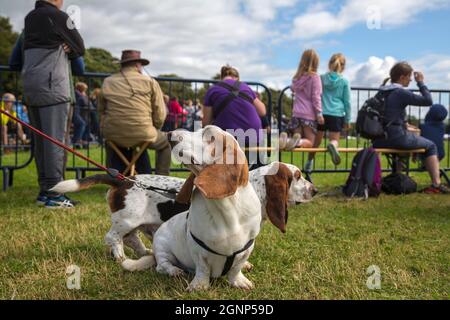 Basset hounds on day out, Bellingham Show, Bellingham, Northumberland, Großbritannien Stockfoto