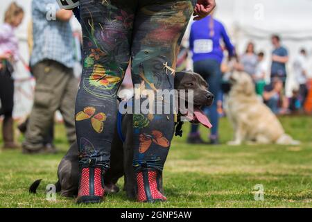 Hundeschau bei Appleby Show, Appleby-in-Westmorland, Cumbria Stockfoto