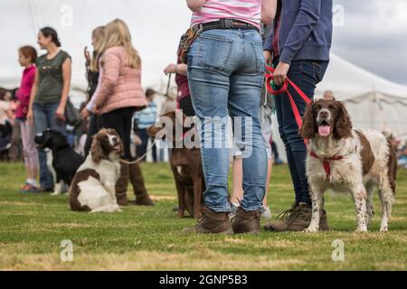 Hundeschau bei Appleby Show, Appleby-in-Westmorland, Cumbria Stockfoto