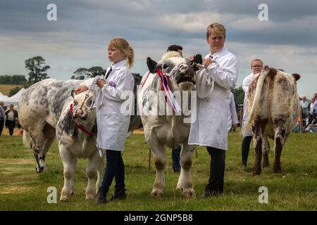 Parade der Siegerkühe, Appleby Show, Appleby-in-Westmorland, Cumbria Stockfoto