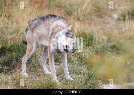 Grauer Wolf - Canis lupus - zitternd Stockfoto