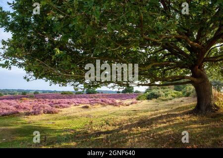 Blick durch eine Eiche zu Masse lila Heidefelder bei Roydon gemeinsam in Norfolk England Stockfoto