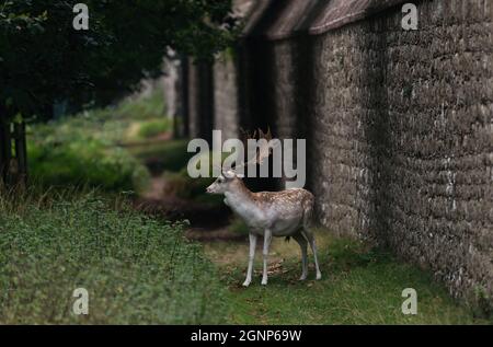 Damhirsch steht an der Wand Stockfoto