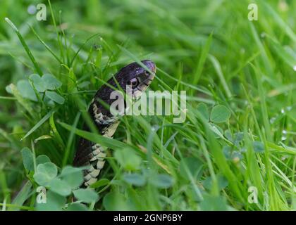 Grasschlange, die durch das Gras späht Stockfoto