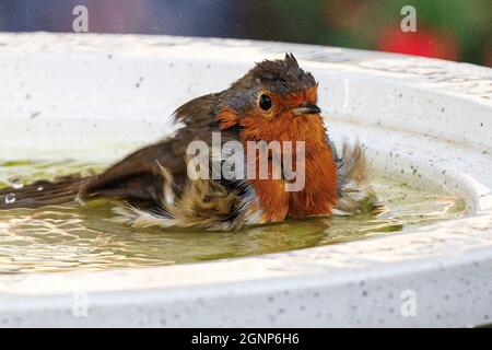 Nahaufnahme eines frechen Robin, der ein Herbstbad in einem britischen Gartenvogelbad nimmt Stockfoto