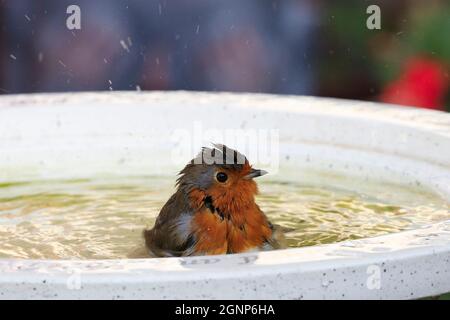 Nahaufnahme eines frechen Robin, der ein Herbstbad in einem britischen Gartenvogelbad nimmt Stockfoto