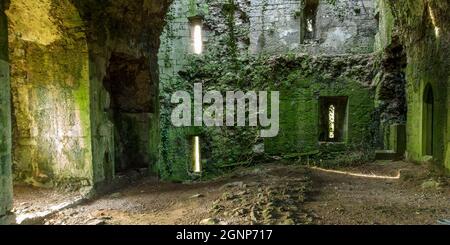 Degradation durch die Natur des keltischen Gebäudes, Verteidigungsturm, limerick, Irland Stockfoto