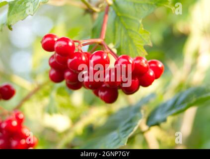 Nahaufnahme der Beeren von Highbush Cranberry, auch bekannt als Guelder Rose (Viburnum opulus) an einem sonnigen Morgen im Frühherbst Stockfoto