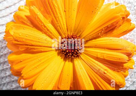 Nahaufnahme von Calendula officinalis, der Ringelblume, der Ringelblume, der Rudel oder der schottischen Ringelblume. Studioaufnahme, Blüte mit Wassertropfen bedeckt. Stockfoto