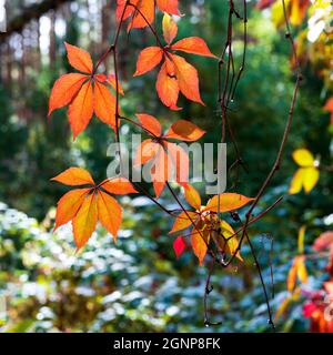 Wunderschöne rote fünfblättrige Efeu-Blätter in einem Herbstwald Stockfoto