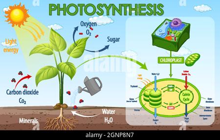 Diagramm zeigt den Prozess der Photosynthese in Pflanzendarstellung Stock Vektor