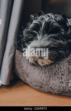 Nahaufnahme eines niedlichen schwarz-weißen 2 Monate alten havanesischen Welpen, der in einem weichen Bett schläft. Selektiver Fokus auf die Nase. Stockfoto