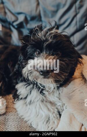 Frech schwarz-weiß, 3 Monate alter Havanesischer Welpe, der zu Hause auf dem Sofa liegt und auf die Kamera schaut. Selektiver Fokus. Stockfoto