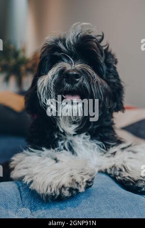 Fröhlicher schwarz-weißer 4 Monate alter Havanesischer Welpe auf einem Sofa zu Hause. Selektiver Fokus auf die Nase. Stockfoto