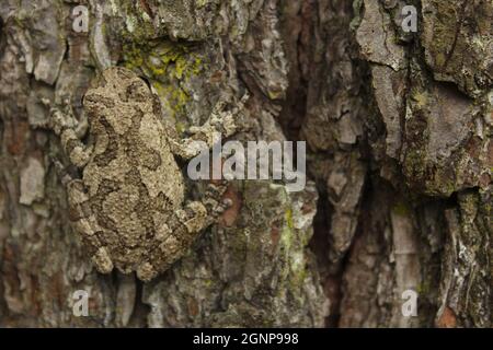 Grauer Baumfrosch Hyla chrysoscelis auf Kiefern in East Texas Stockfoto