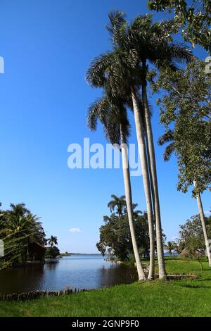 Palmen im Nationalpark der Halbinsel Zapata, Laguna del Tesoro, Kuba Stockfoto