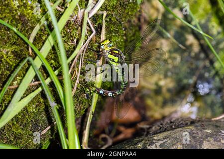 Blaugrüner Darner, südlicher aeshna, südlicher Falkner (Aeshna cyanea), weibliches Legeeier, Deutschland, Bayern Stockfoto