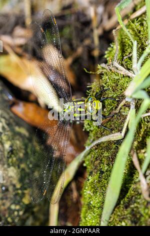 Blaugrüner Darner, südlicher aeshna, südlicher Falkner (Aeshna cyanea), weibliches Legeeier, Deutschland, Bayern Stockfoto